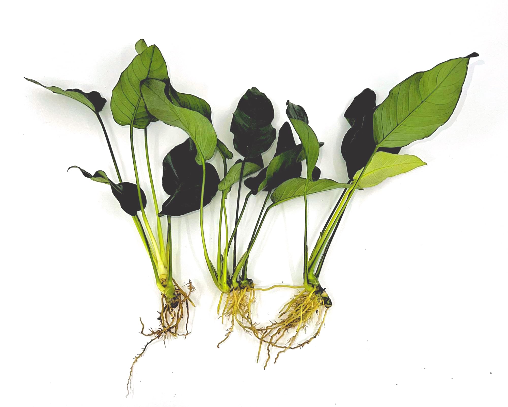 AquaLeaf Aquatics 3 Anubias Nana Bundle