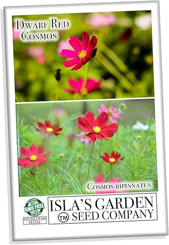 Miniatura 5 de Semillas de flores de cosmos rojas enanas para plantar, más de 100 semillas tradicionales por paquete, semillas de jardín de Isla (semillas de