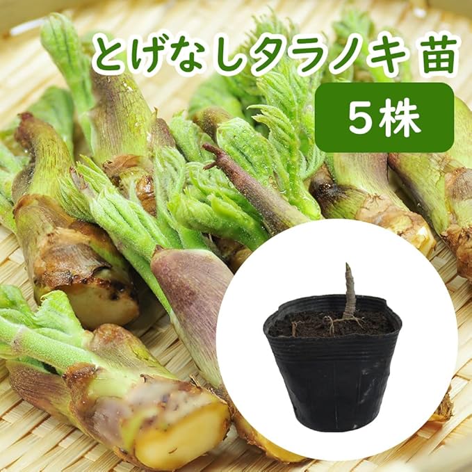 ご注文 たらのめ タラの芽 タラノメ トゲ無し 株 苗 68d07fa4 アウトレット 店舗 Pn Batam Go Id
