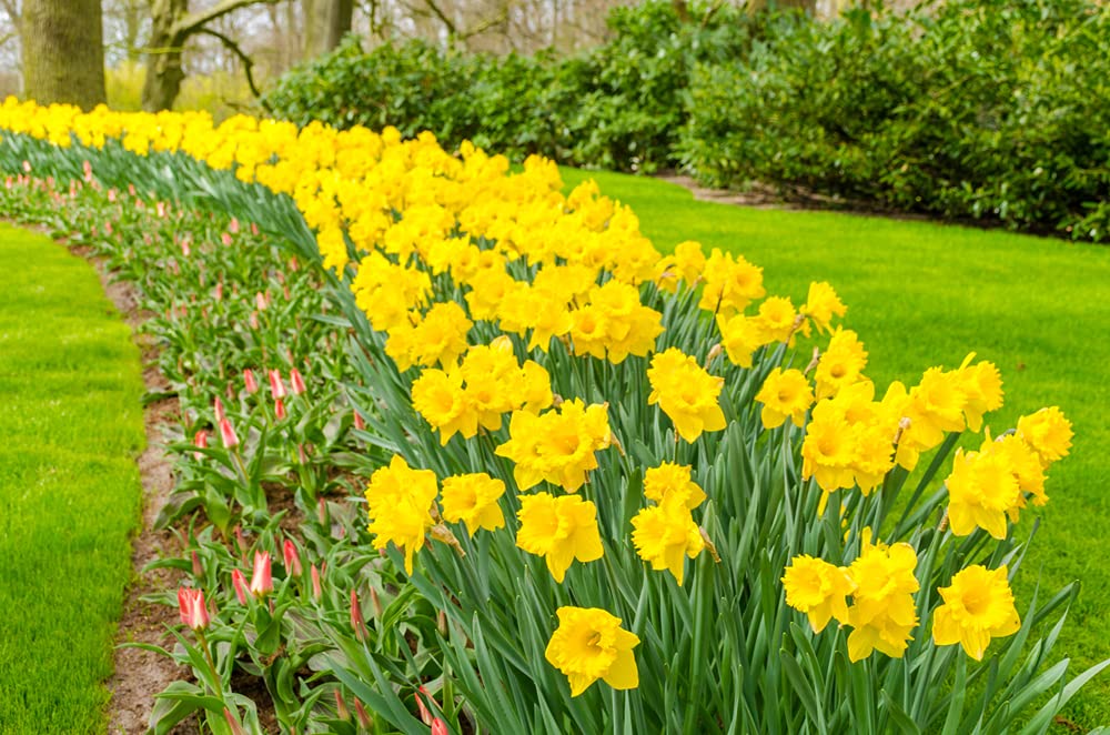 Days of Daffodils – 50 Large Yellow Narcissus Bulbs
