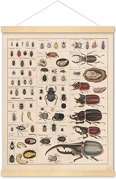 Meishe Art Vintage Poster Print Insects Collection Species Identification Reference Chart Entomology Diagram Classroom Club Wall Decor poster + hanger frame
