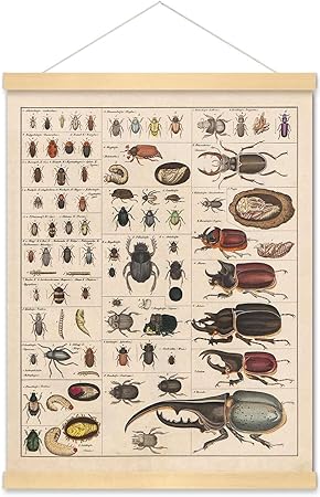 Amazon.com: Meishe Art Vintage Poster Print Insects Collection Species ...