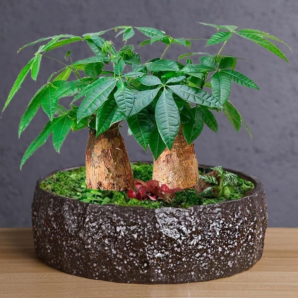 Doniczki,ceramiczne doniczki na rośliny, doniczka na kwiaty o dużej średnicy, doniczka na sukulenty, ceramiczna duża doniczka na kwiaty, prosta, szorstka ceramika, taca na sukulenty, wazon, doniczki