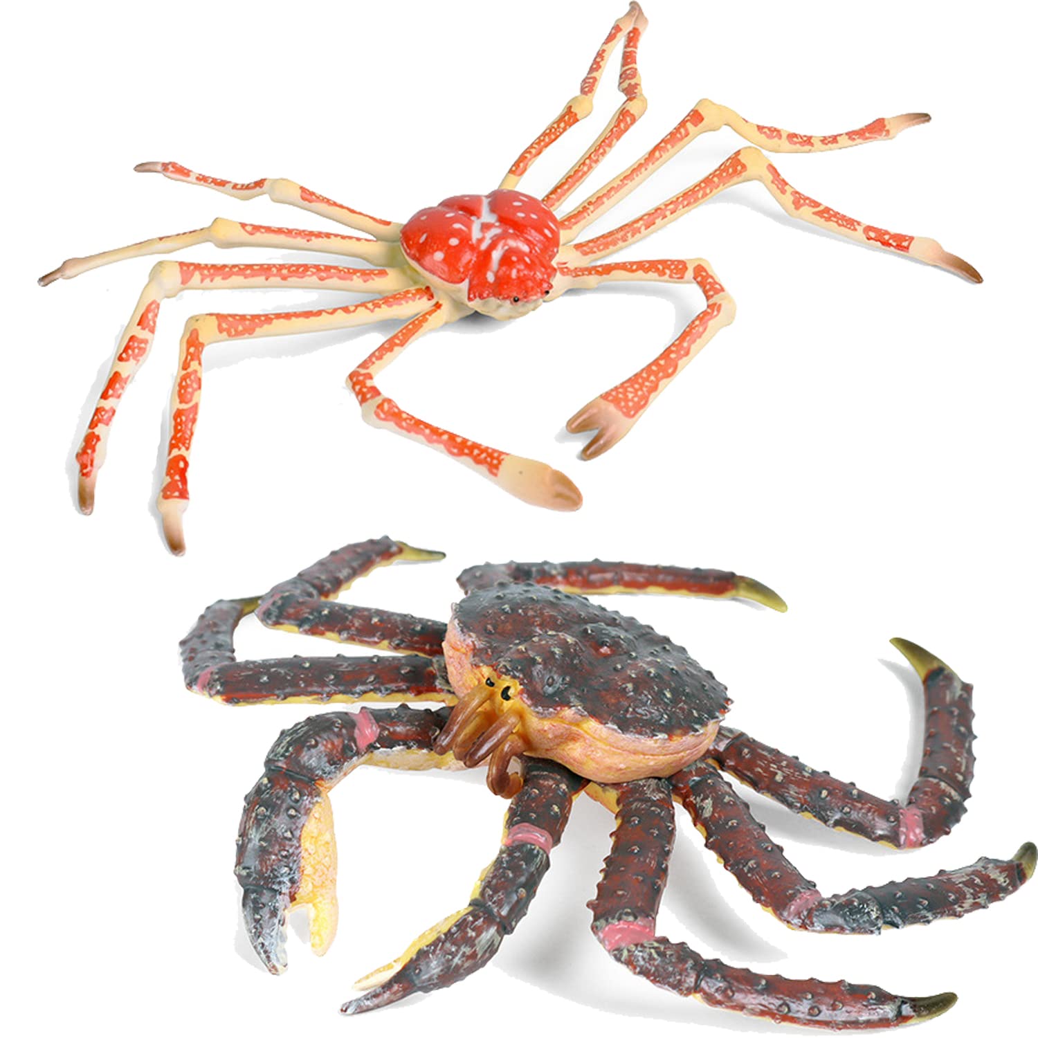 Cangrejo araña en acción