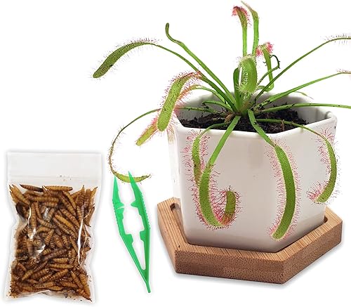 Vista 20 de Venus - Trampa para moscas con maceta de cristal elegante de 2.5 pulgadas, planta carnívora que come insectos - Plantas carnívoras suelo