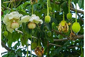 6 Rare Monkey Puzzle Tree Seeds