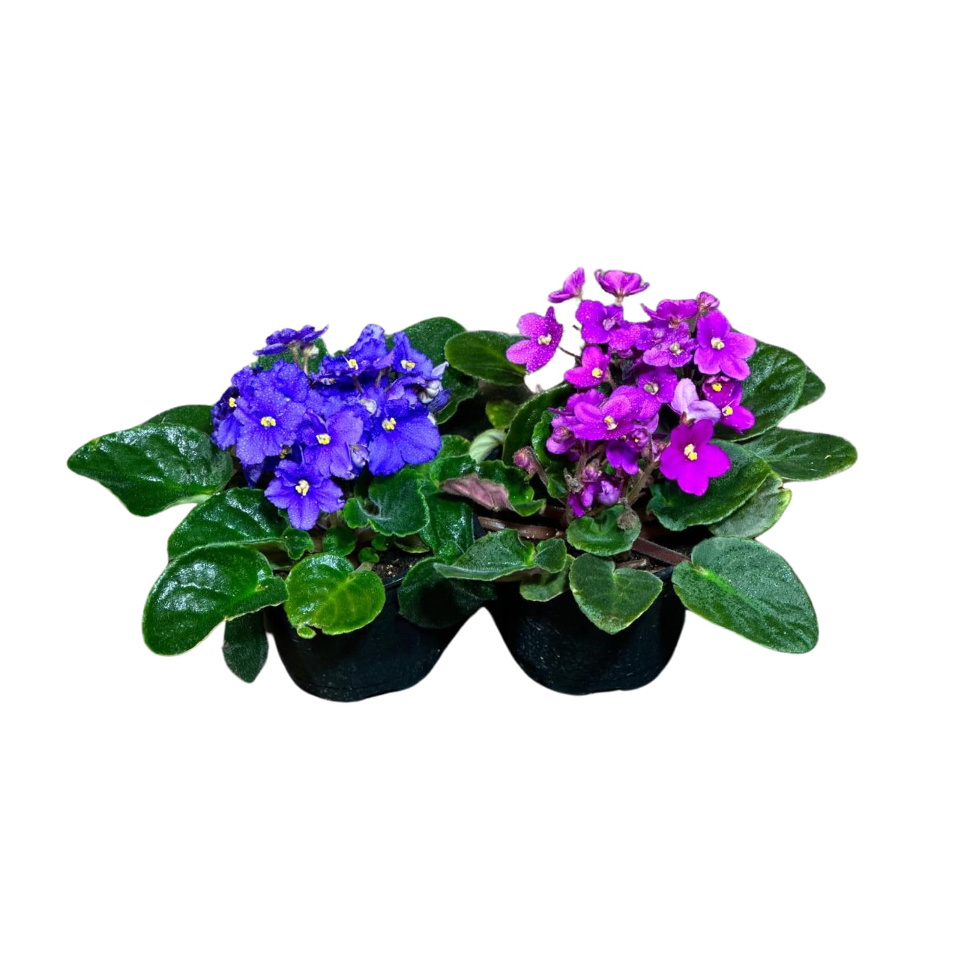 PLANTVERS African Violet Set of 2