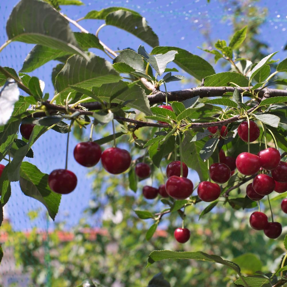 Cherry Tree Crown Morello Bare Root - Large Cooking Cherry for Pies, Jams & Wine - Produces Bumper Crops from Late August - Self-Fertile Fruit Tree - Thompson & Morgan