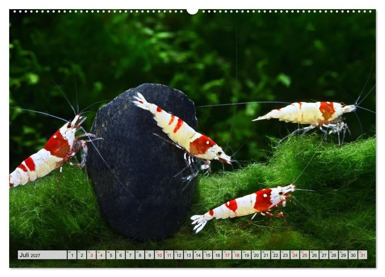 Dwarf Shrimps - Zwerggarnelen (Wandkalender 2027 DIN A2 quer), CALVENDO Monatskalender: Kleine Garnelen in Zucht- und Wildform (CALVENDO Tiere)