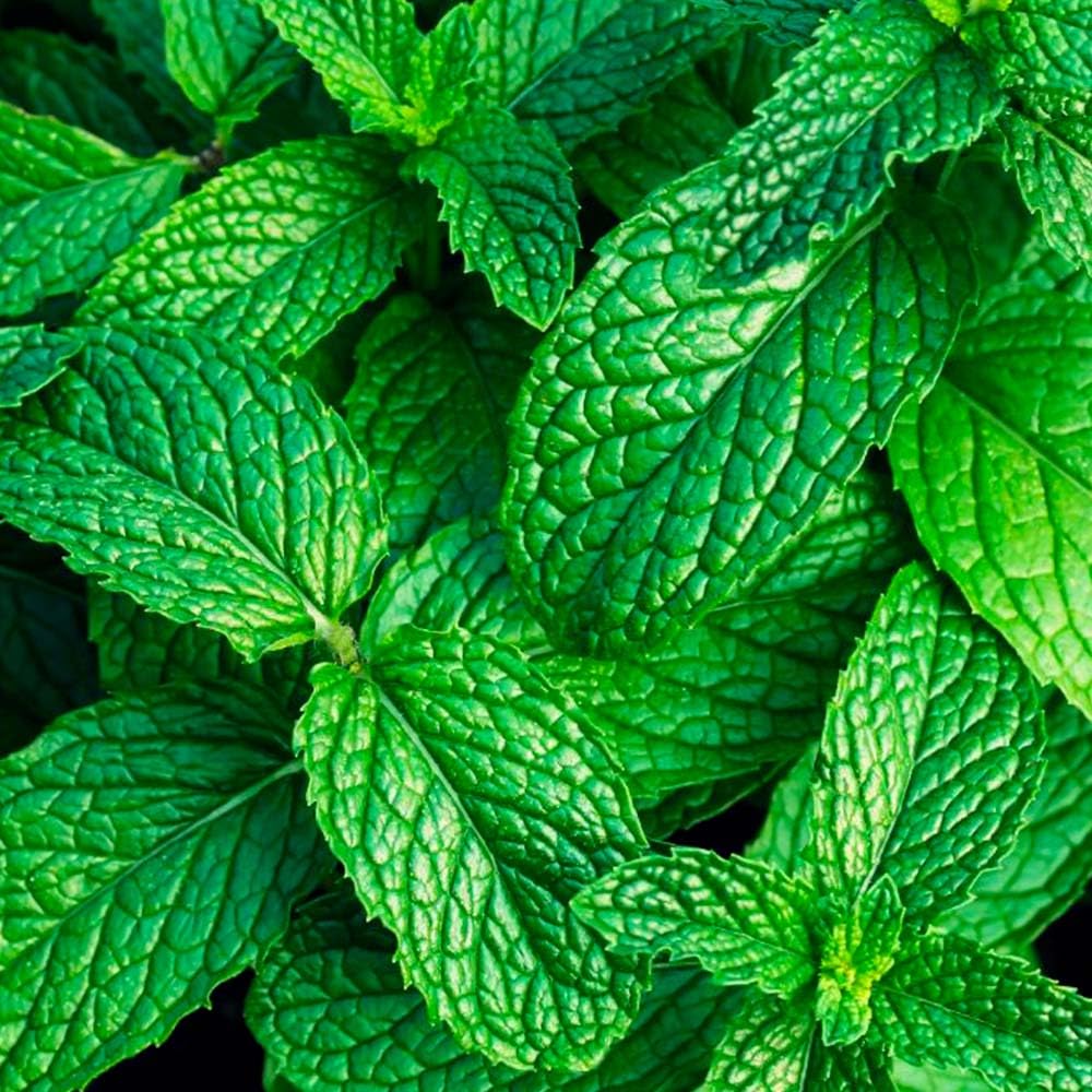 Pack Ahorro Lámpara Catalítica Drops Orange + Fragancia Aroma Mountain Mint 500ml. Elimina Malos olores e impurezas, perfuma y Limpia.