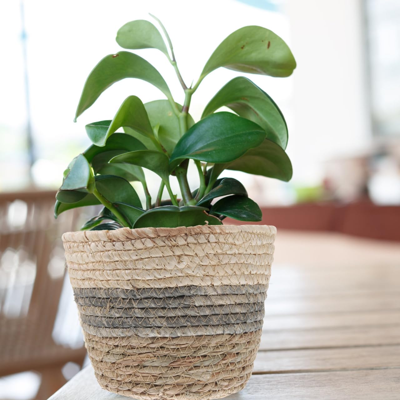 Healeved 2 x Blumenkorb, 25,4 cm, Rattan-Aufbewahrungskorb, große Blumenarrangement-Behälter, Stroh, Blumentopf, Sukkulenten, Pflanzkörbe für den Schreibtisch, rund, Braut-Topf, Abdeckung, Gras