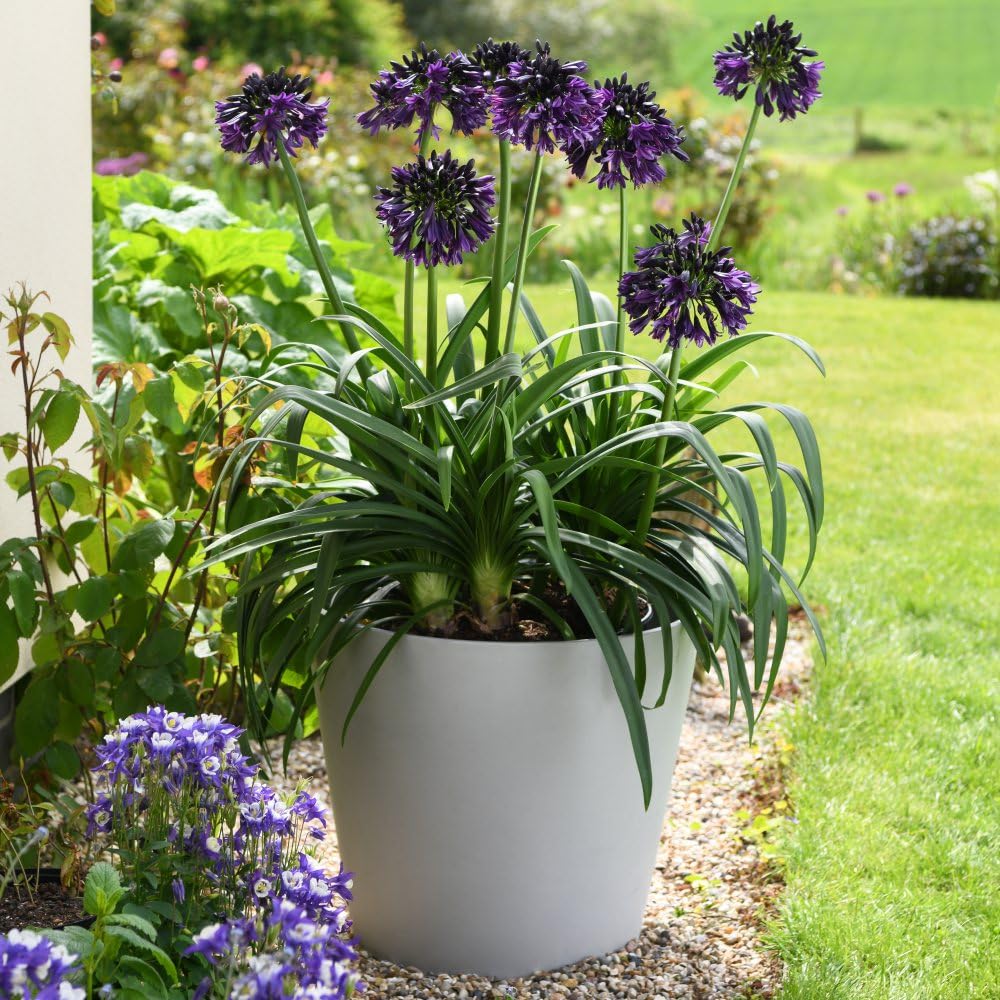 Agapanthus 'Black Jack' - Hardy Perennial - RHS Chelsea Plant of the Year 2023 Winner - Flowering Deep Purple/Black - Cottage Gardens - 3X 9cm Potted Plant by Thompson and Morgan (3)