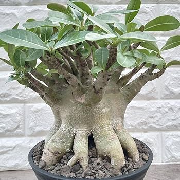 g88 アデニウム ドワーフ タコ足 塊根植物 コーデックス アラビカム g88 アデニウム ドワーフ タコ足 塊根植物 コーデックス