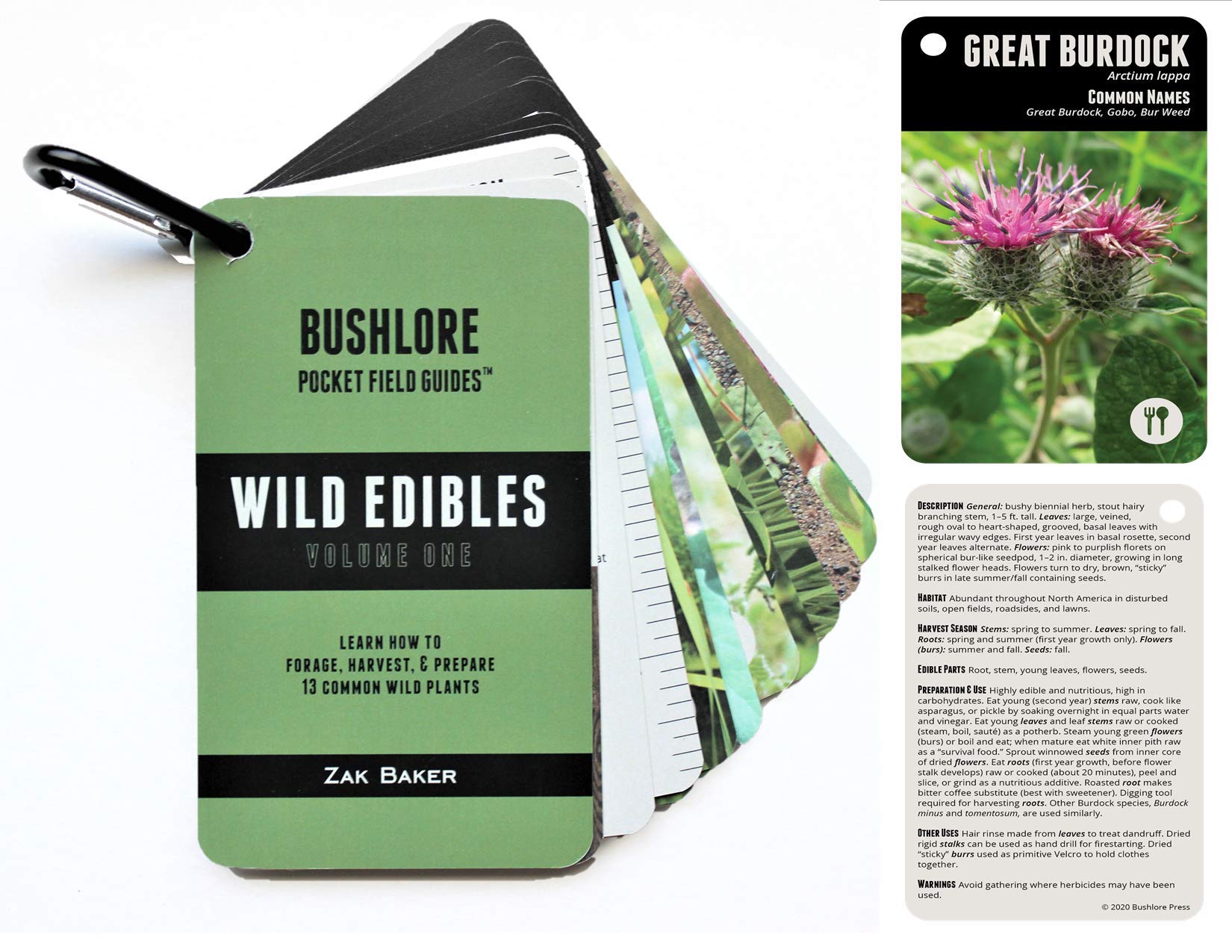Buy Bushlore Wild Edible Plants Cards 19 Pocket Field Guide Emergency