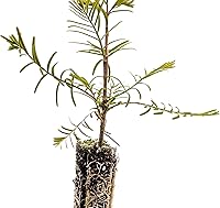 Vista 3 de Redwood Dawn Plántula de árbol pequeño The Jonsteen Company