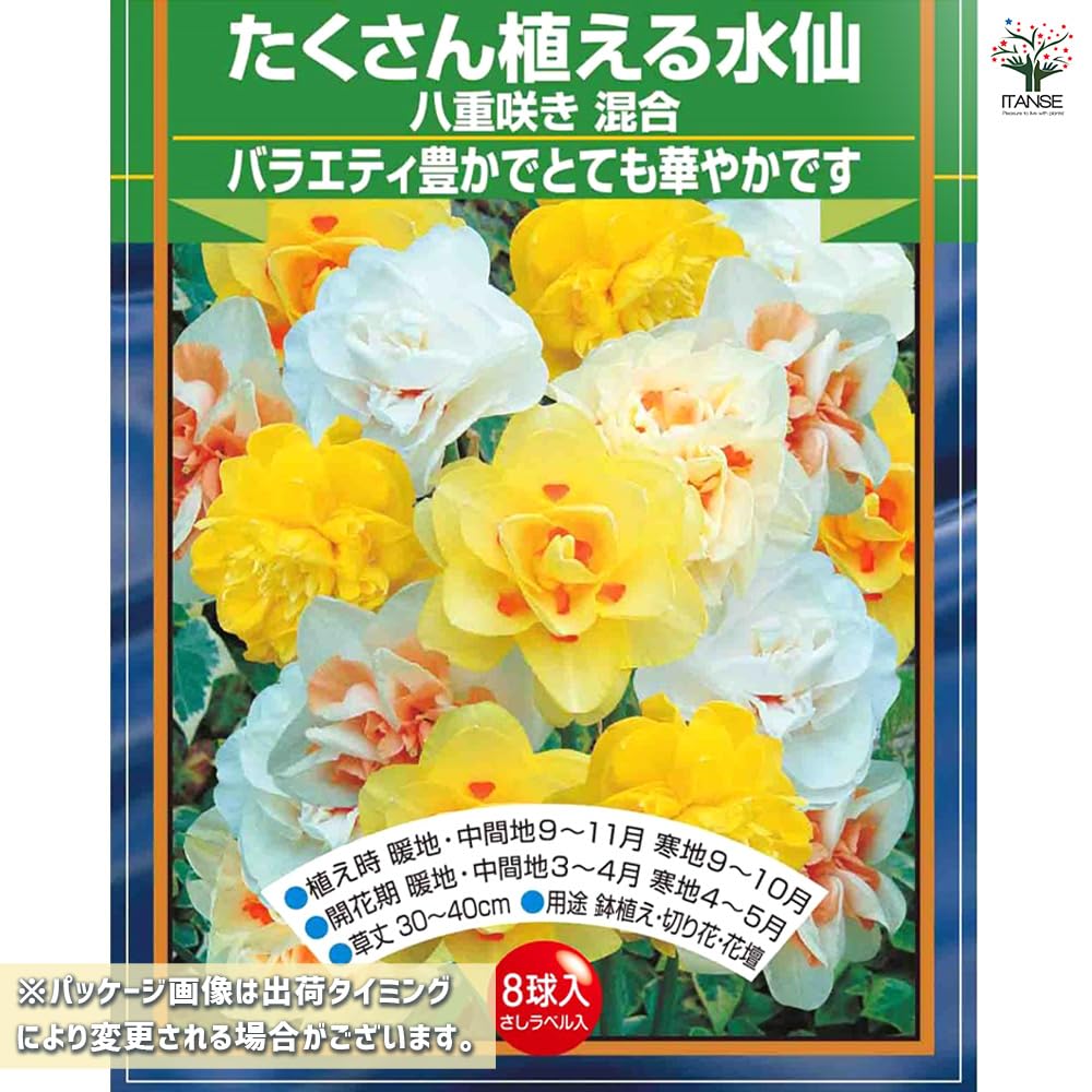 Amazon.co.jp: ITANSE 花球根 たくさん植える水仙 八重咲き 混合