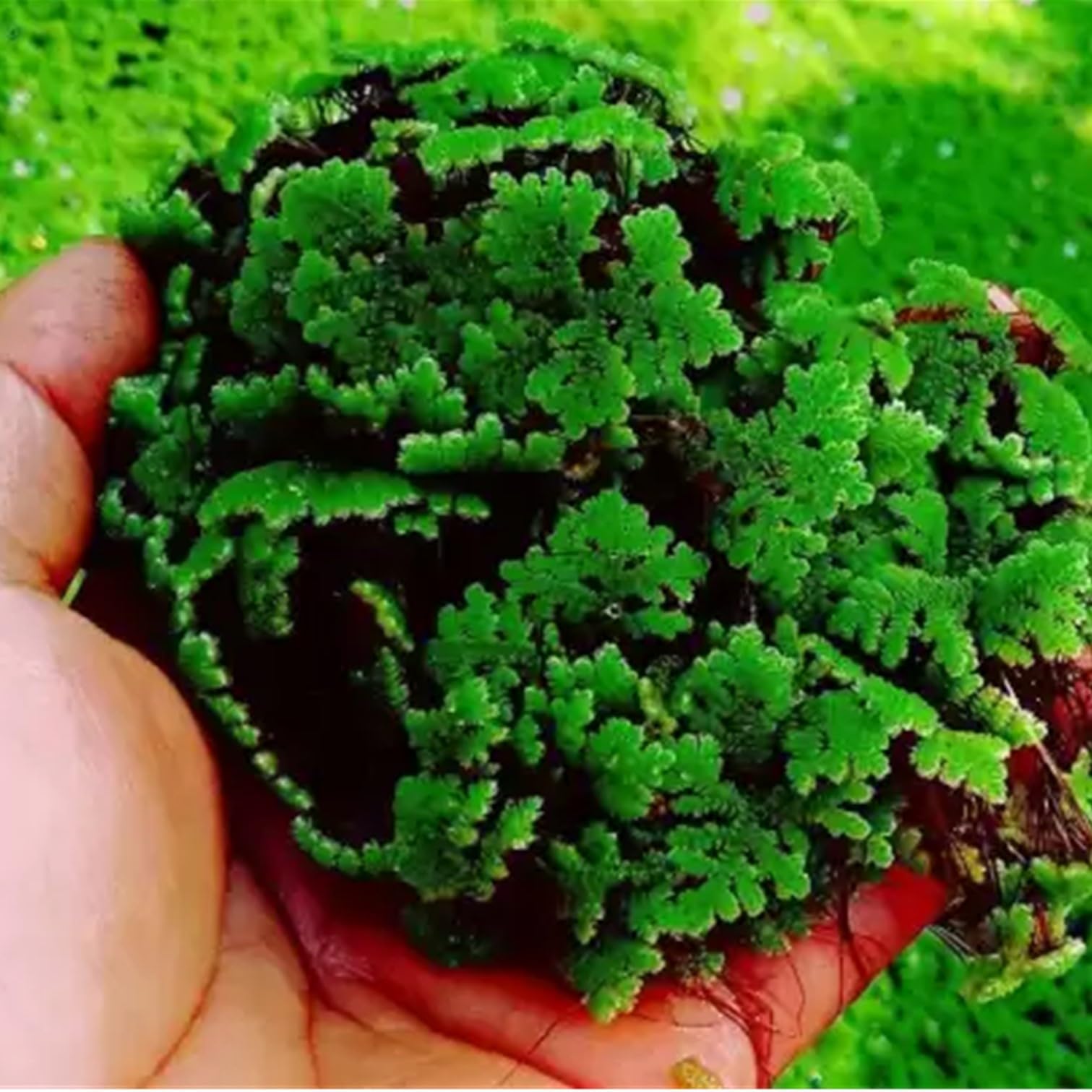 - Sansar Green® Azolla live plant (Carolina Mosquitofern) Plants For Feeding And Cultivation Floating. (Pack of 25)
