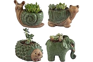 Small Succulent Pots with Drainage: Indoor Plant for Air Purification
