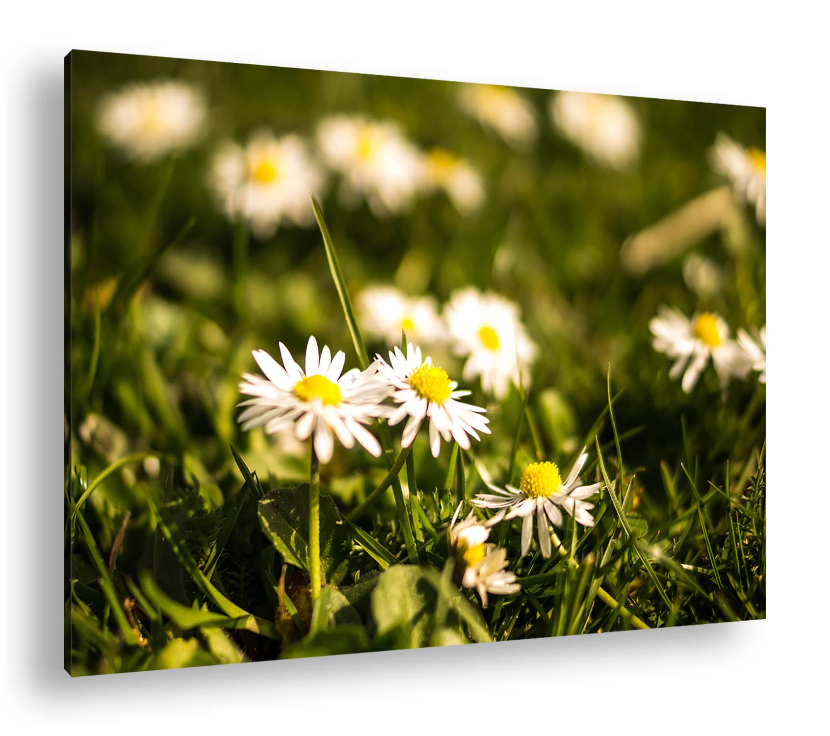 Marguerites sur une belle prairie deyoli tableau nature bois