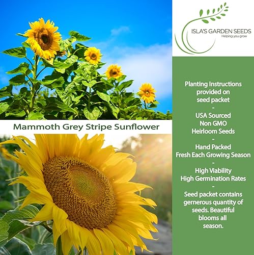 Miniatura 2 de Semillas de flores de girasol de rayas grises Mammoth, más de 50 semillas de reliquia por paquete, semillas de jardín de Isla (semillas de jardín de