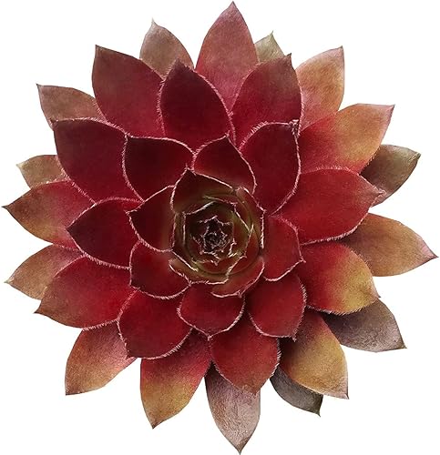 Sempervivum Red Lion Red Rubin (4 pulgadas)
