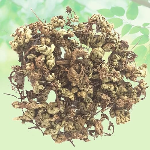 Buy Laxmana Booti-Selaginella Bryopteris-Raw Herbs-Sanjivani-Sanjeevni ...