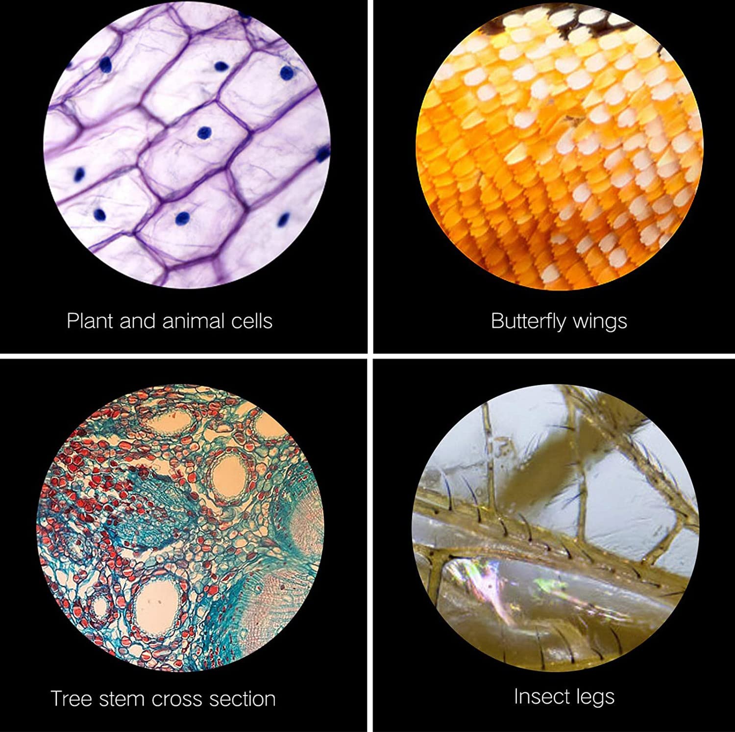 Monokulares Optisches Mikroskop Grundschule Wissenschaft Experimentelle Biologie Unterrichts-digitalmikroskop, BiologieLehre Mikroskop Geschenke,30000-+10Specimen