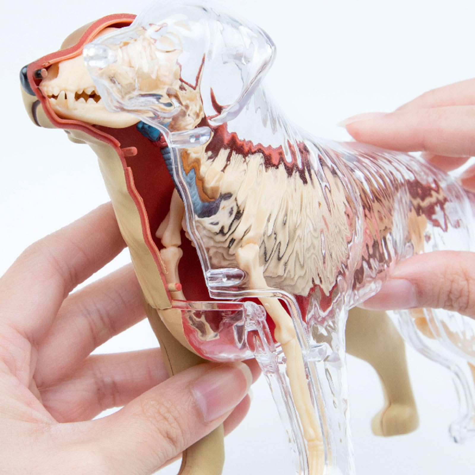 Modello di scheletro di organi animali 4D, modello di scheletro staccabile, materiale scientifico, modello di anatomia di organi animali, modello di scheletro 4D, modello di anatomia di organi animali