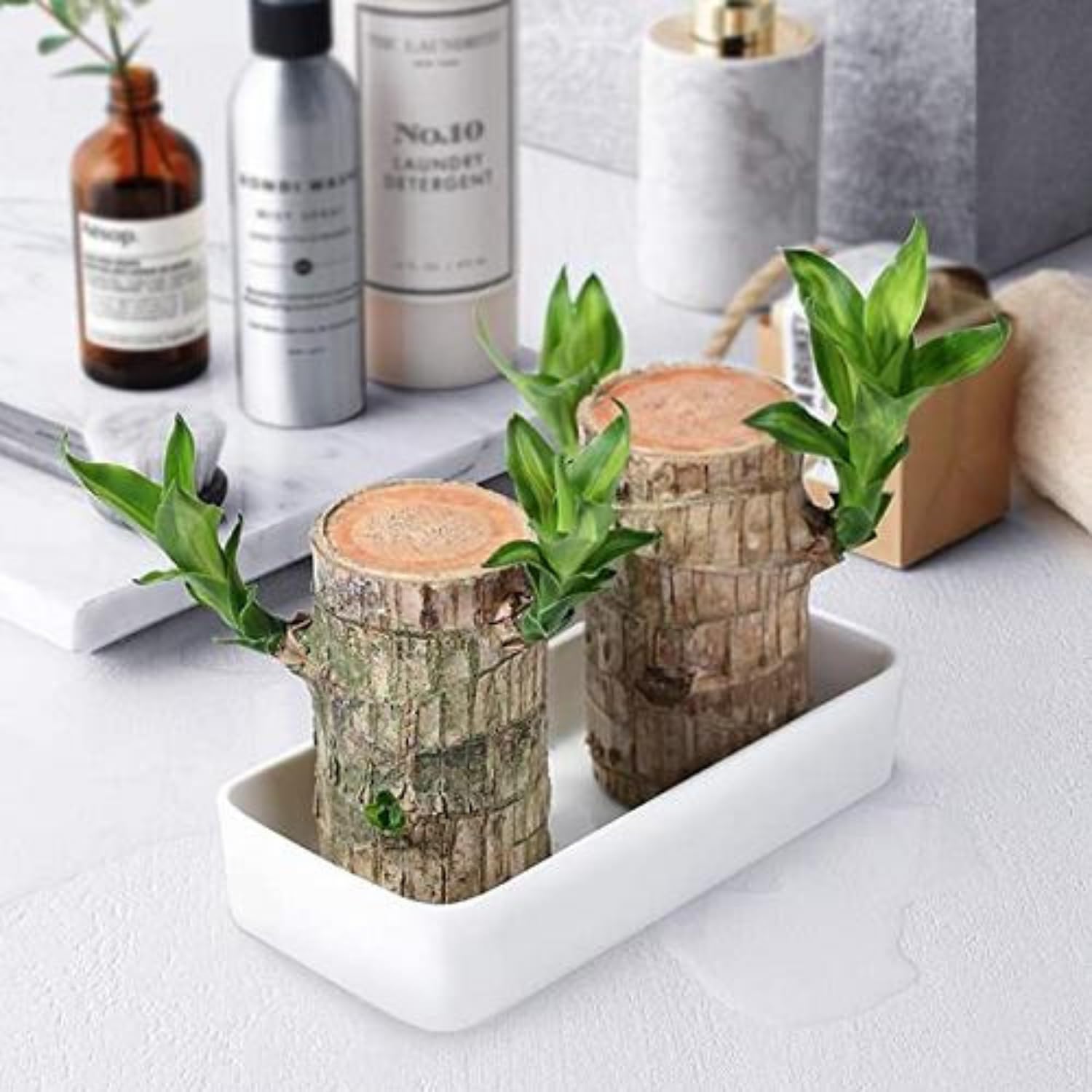 See full amazon price history chart for GAYATRI CREATION Rooted Indoor Plant Stem for Home, Office Decoration Original Brazilian Wood plant (Pot Not Included) - (2) GAYATRI CREATION Rooted Indoor Plant Stem for Home, Office Decoration Original Brazilian Wood plant (Pot Not Included) - (2) (B0DG61TFMB) Amazon Price History, Amazon Price Tracker