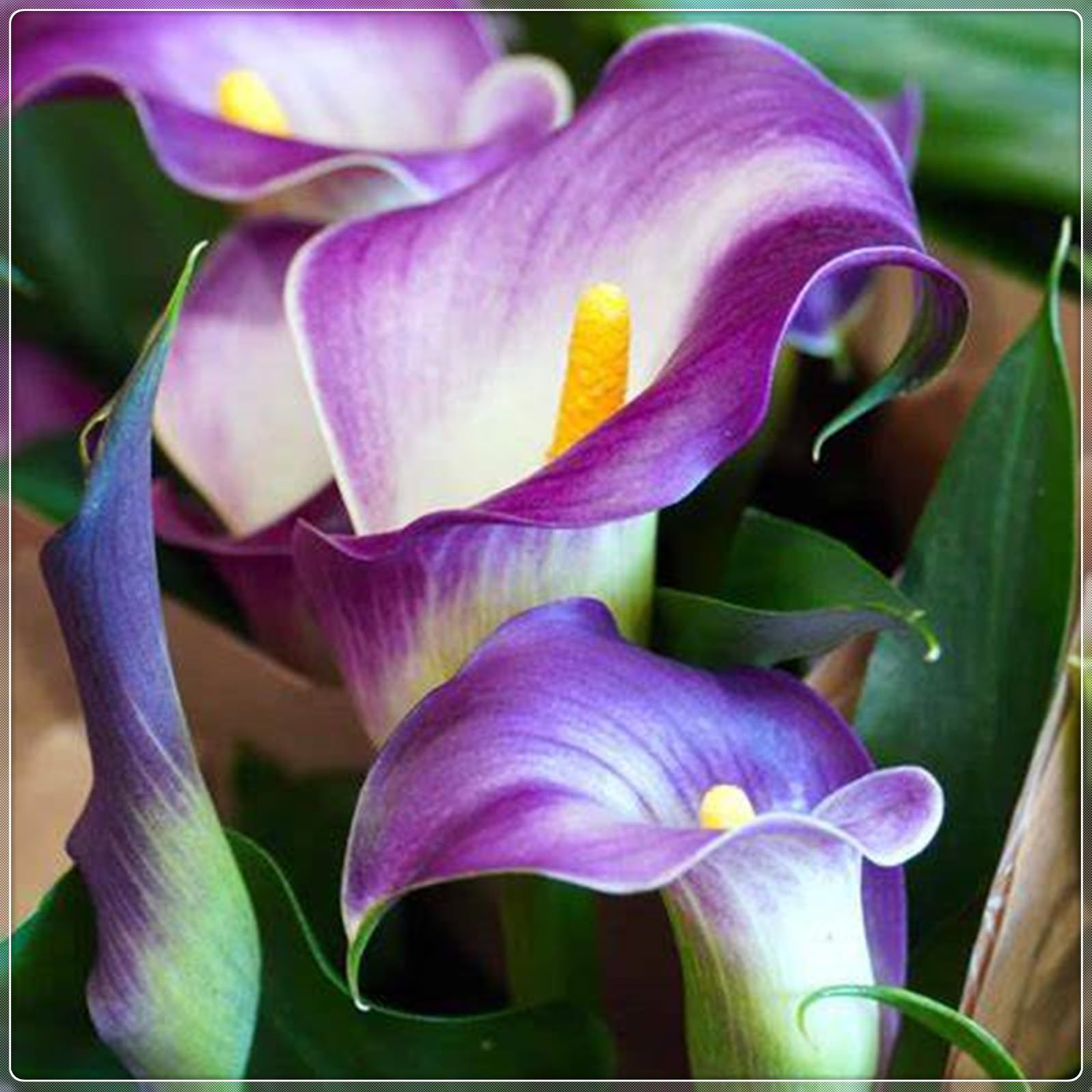 Calla Lily Plants for Sale,Good for Containers,Calla Lily Mix,Golden Jade Carving Feels Beautiful-6bulbs-C — image 1