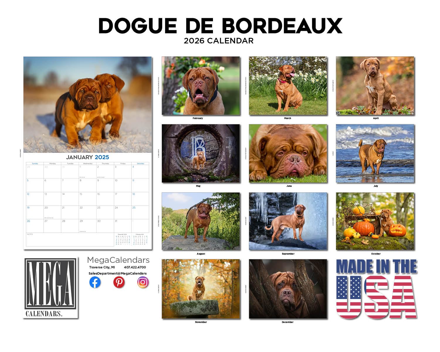 Calendario 2024 2025 Dogo de Burdeos – Calendario mensual de pared de raza de perro – 12 x 18 pulgadas abierto – Papel grueso que no se corre – Regalo – Planificador académico para profesores,