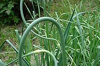 Vista 3 de California Softneck - Bombillas de ajo para plantar, sin OMG, 6 unidades por Greenhouse PCA