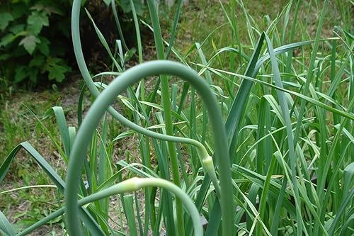 Miniatura 3 de California Softneck - Bombillas de ajo para plantar, sin OMG, 6 unidades por Greenhouse PCA