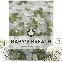 Babys Breath 4,000 Seeds for Planting 2026 Season 5 Gram Pouch