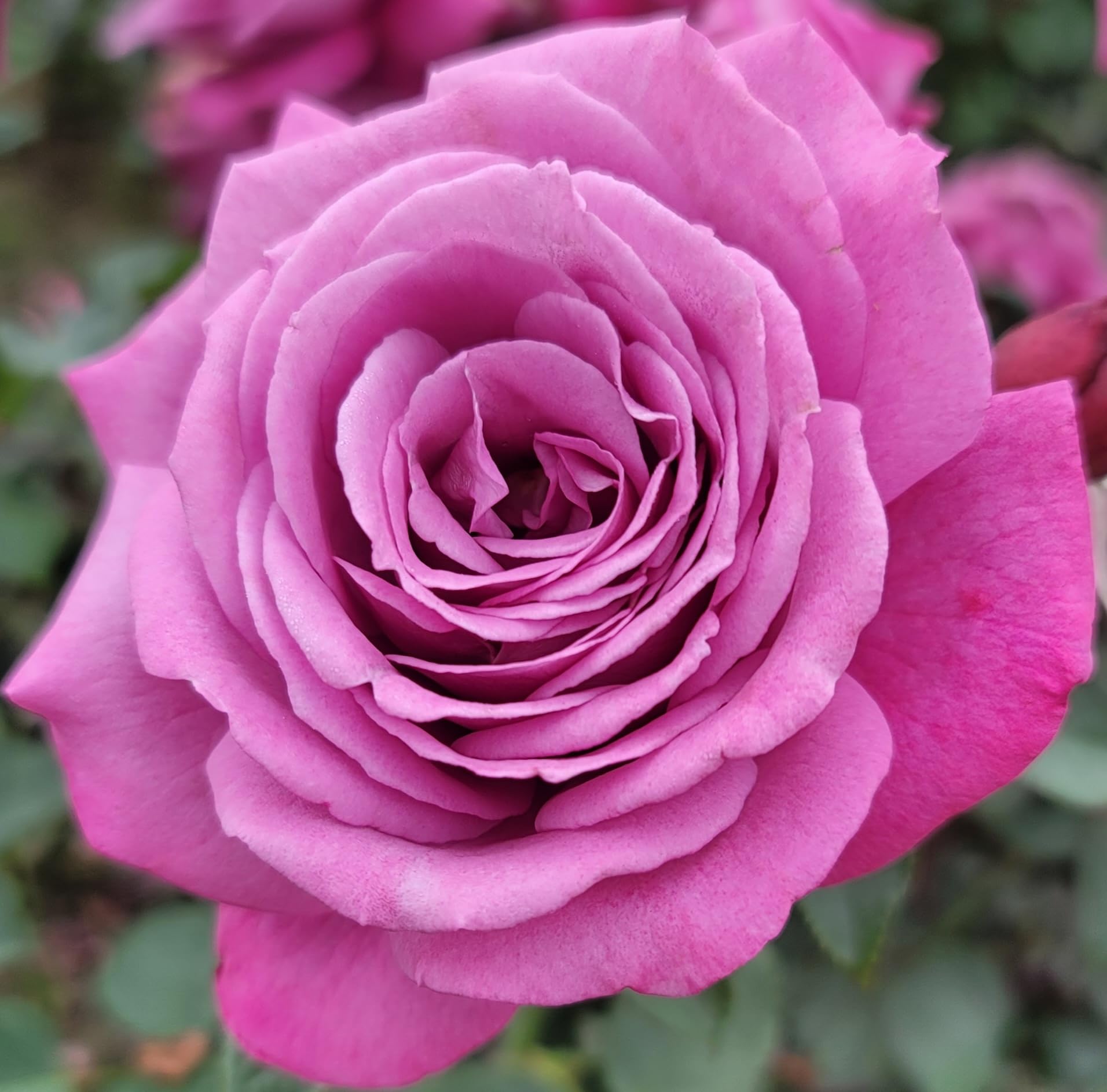 Amazon.com : Heirloom Lavender Rose Bush, Rose Bushes Ready to