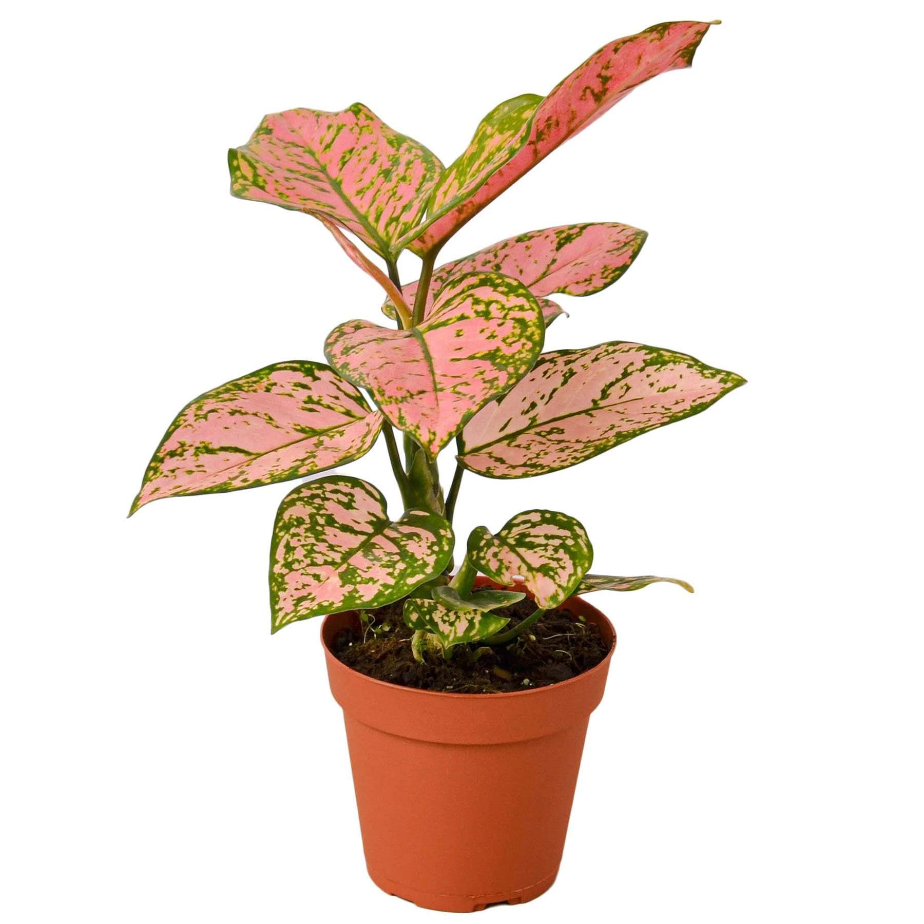 money tree plant pots Money Tree Single Trunk - Compact Stump Style main image 0