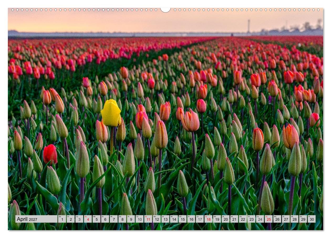 CALVENDO · Im Zauber der Niederlande - Tulpenmeer (Kalender 2027) | DIN A2 Querformat · Wandkalender · Windmühlen · Blütenpracht trifft Mühlenromantik