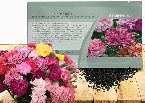 Miniatura 10 de Outsidepride Dianthus Caryophyllus - Semillas de flores blancas cortadas para jardín, 2000 semillas