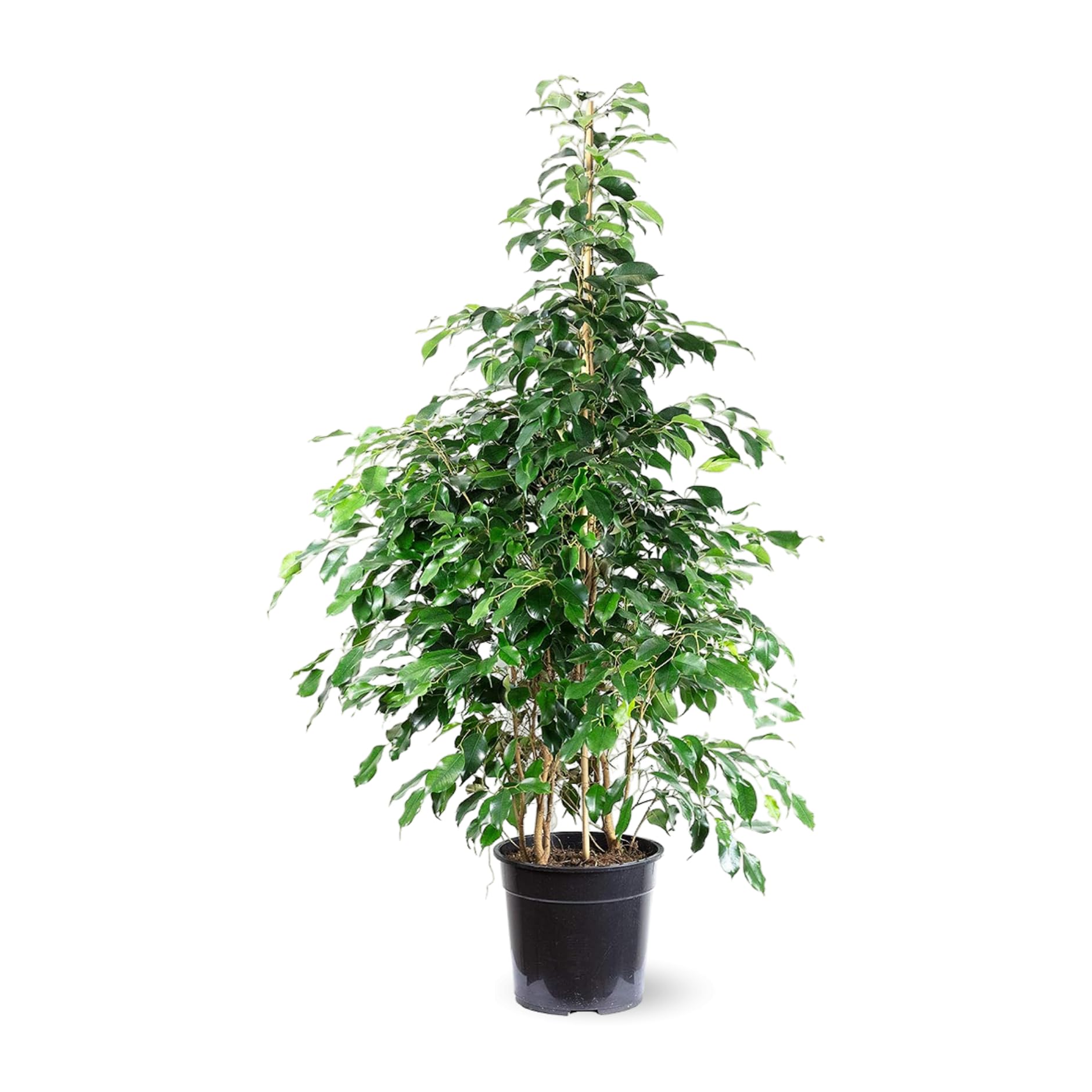 Ficus Benjamina Danielle feuillage dense persistant h110 cm