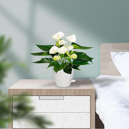 Miniatura 7 de Vanslogreen Macetas para Plantas, Macetas de Riego Automático de 76.565.55 Pulgadas, Macetas para Plantas de Interior con Orificio de Drenaje para