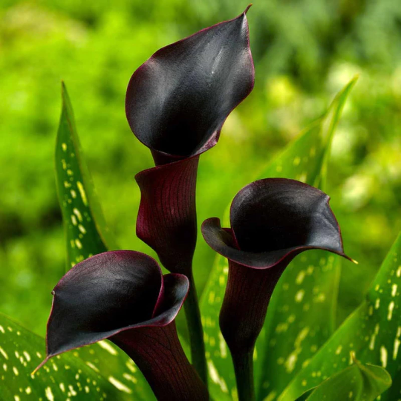 Calla Lily Bulbs Mix for Planting Now UK/Greening Flower/Good for Containers/Cut Flowers/Strong Plants That Grow Well/Natural Organic/Wedding Flowers.-2bulbs-A — image 1
