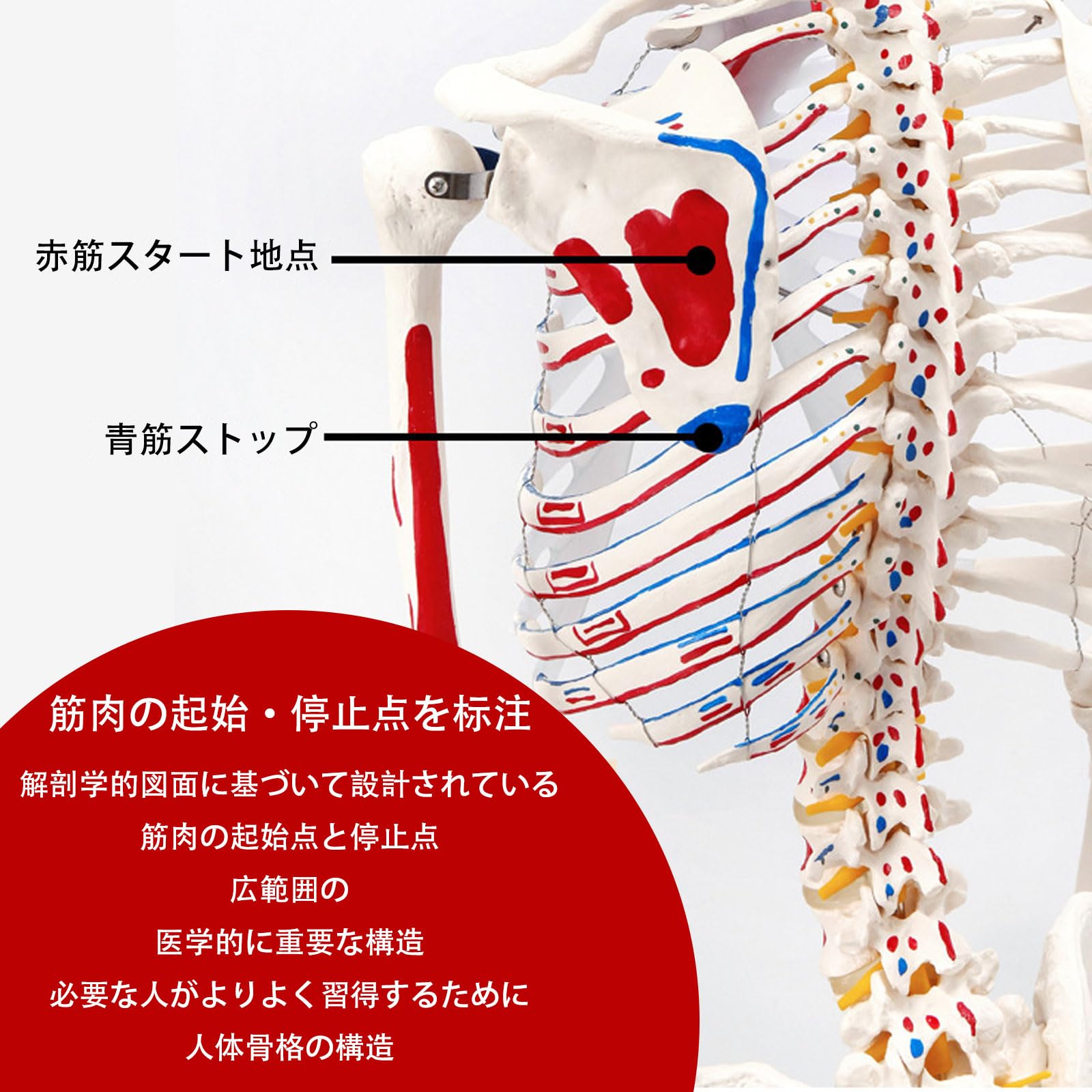 人体骨格模型 全身 高さ170cm スタンド付き 神経根 靭帯付き 医学教育用 Amazon.co.jp: 等身大 人体骨格モデル 170cm 神経根有り 靭帯付き 筋肉