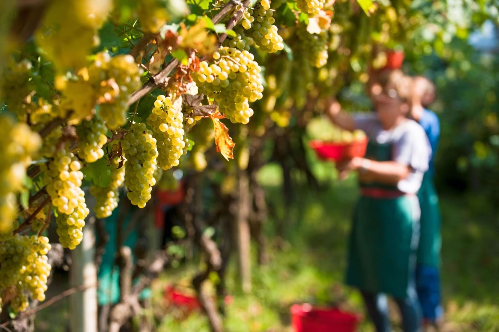 Confezione Vino Bianco - I BIANCHI D’ITALIA - 3 Bottiglie da 0,75 Cl - 1x Sauvignon Blanc IGT - 1x Falanghina del Sannio DOP - 1x Verdicchio dei Castelli di Jesi DOC