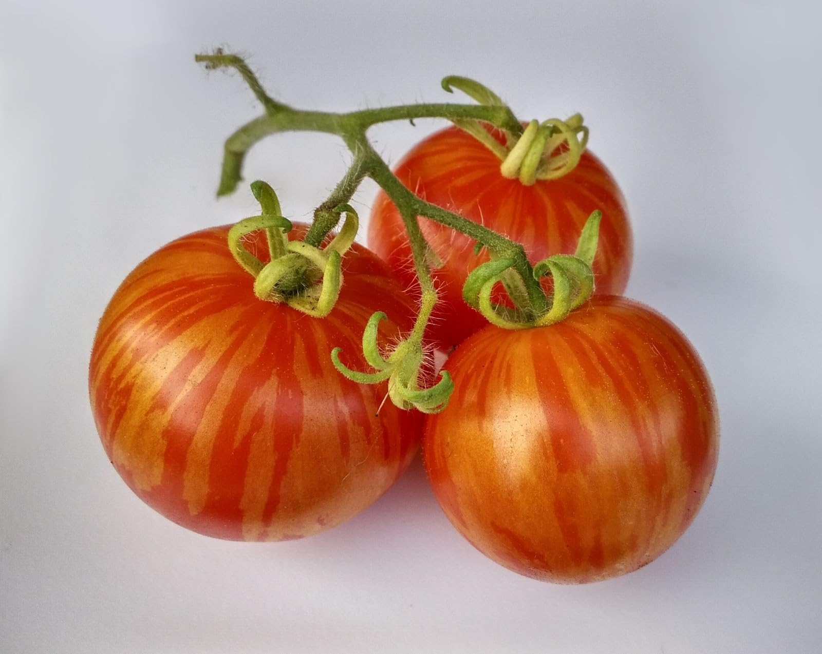 Solanum lycopersicum 'Tigerella' - env. 40 000 graines - Tomate Tigerella - 100 g