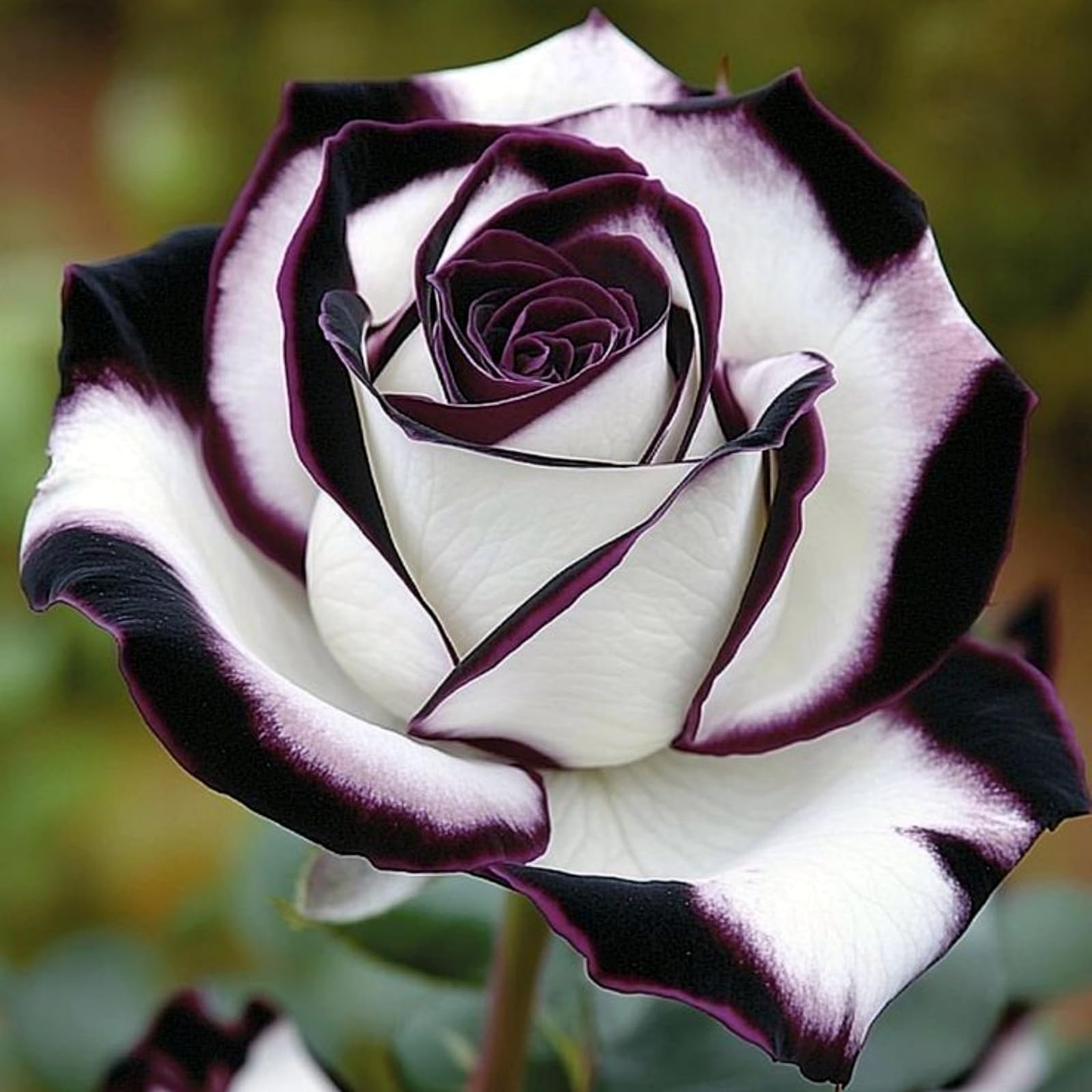 Rose Rhizome Growth, Hardy Perennial, Garden Decoration, No Watering Required, Professional Planting, Suitable for Spring and Autumn-2 Rhizome-A