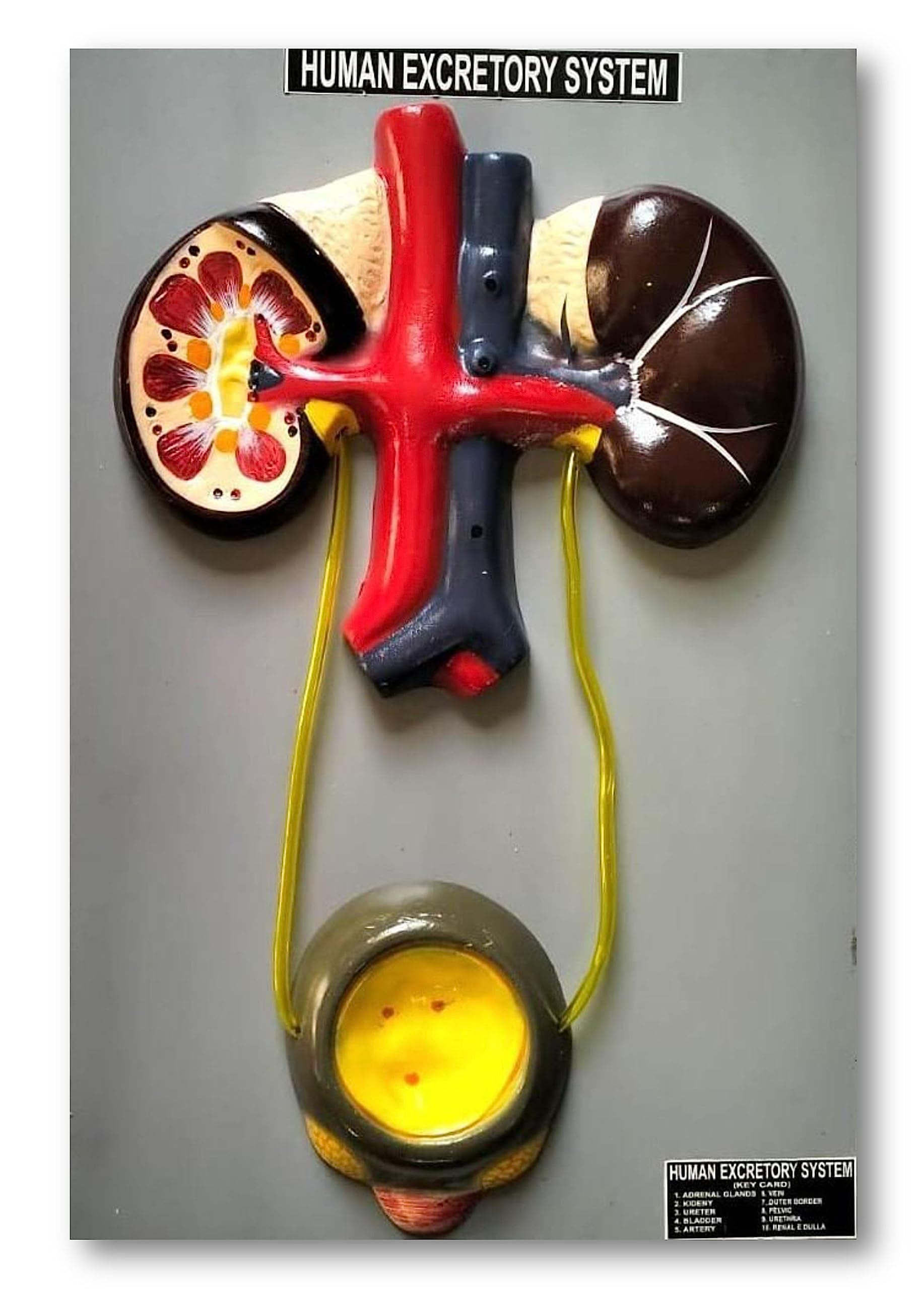 See full amazon price history chart for Paul Scientific Human Excretory System,Urinary System,Kidney and Bladder System Model on Board Paul Scientific Human Excretory System,Urinary System,Kidney and Bladder System Model on Board (B09F67NNPM) Amazon Price History, Amazon Price Tracker