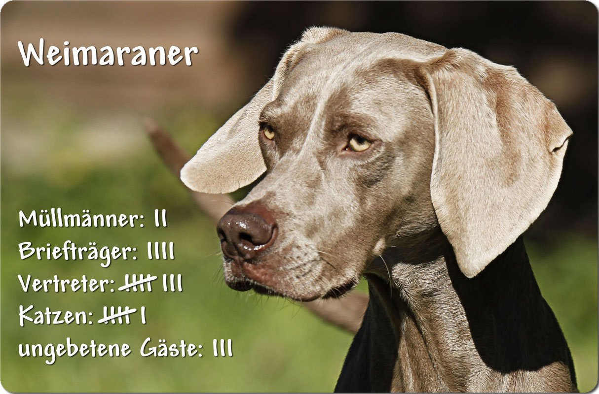 Warnschild "Achtung Hund" Für Weimaraner – Metall, 30,5x20 Cm (A4), Mit Optionalen Befestigungslöchern