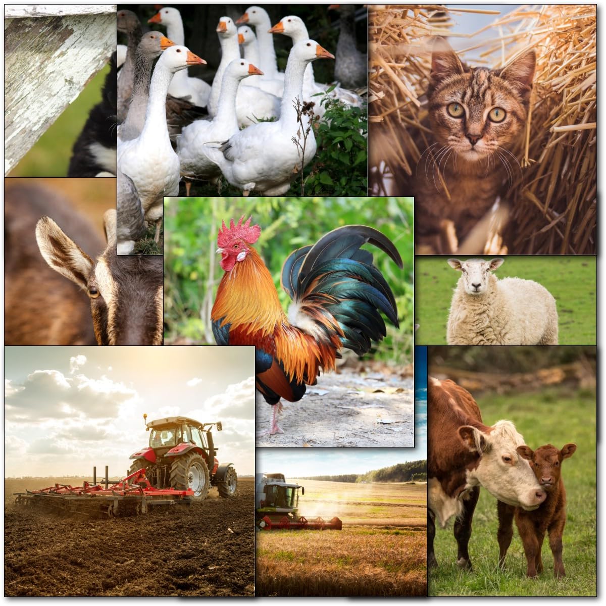 doodlecards Pack 10x Mixed Farming Happy Birthday & Blank Cards. Multipack Farm Animals, Tractor, Combine Harvester Cards with Envelopes. Made in the UK.
