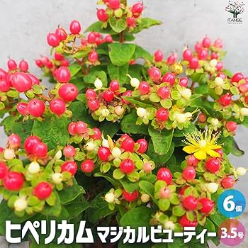 □☘️ヒペリカム苗☘️　❤抜き苗❤　選べるおまけつき　無農薬 □☘️ヒペリカム苗☘️ ❤抜き苗❤ 選べるおまけつき 無農薬