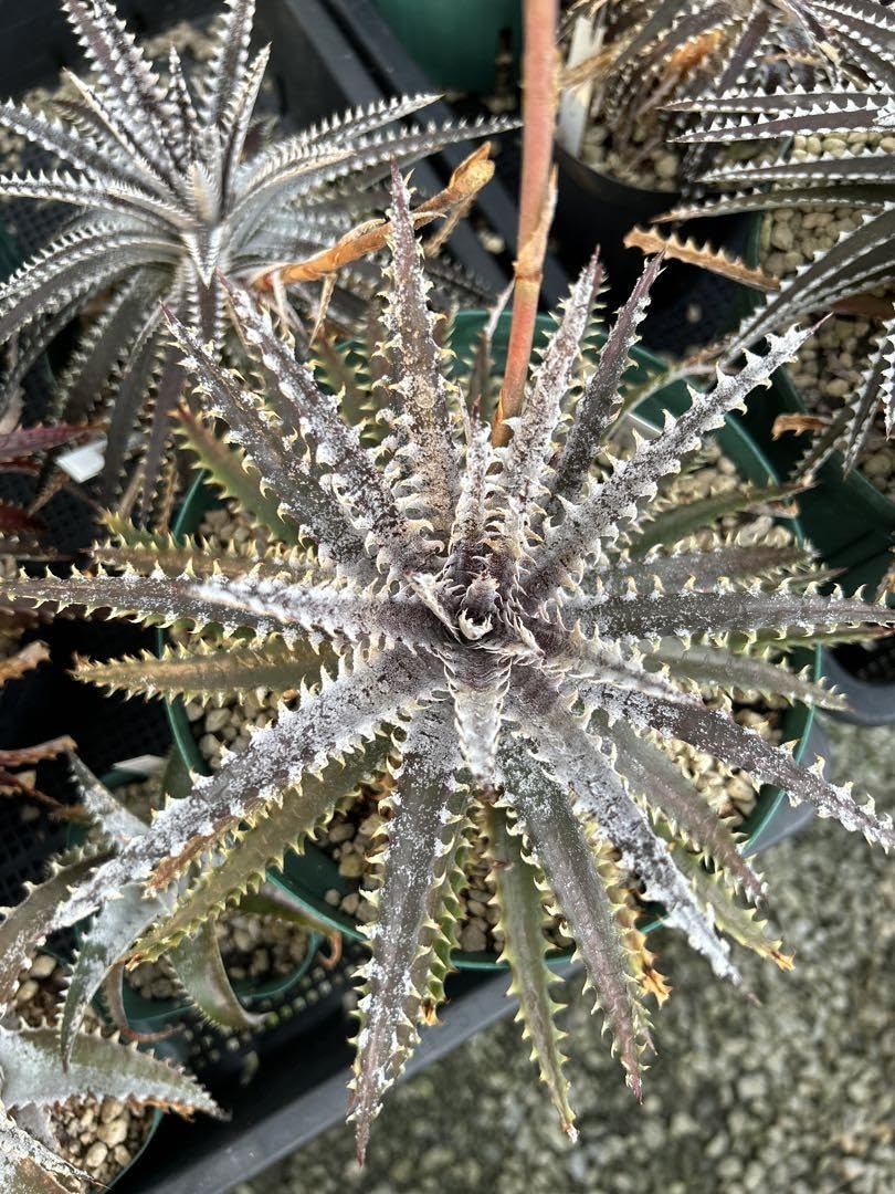 人気 ディッキア ドナ・マリー Dyckia 'Donna Marie' 人気 ディッキア ドナ・マリー Dyckia 'Donna Marie'